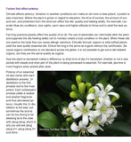 Aromatherapy 101- A comprehensive guide to essential oils